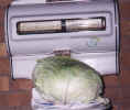 Jean 9lb cabbage.jpg (38648 bytes)
