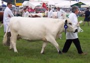 British White Show Cow From Wikipedia