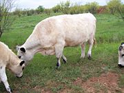 British White Cow From Wikipedia