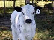 British White Calf From Wikipedia