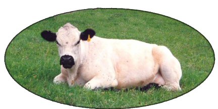 British White Cow
