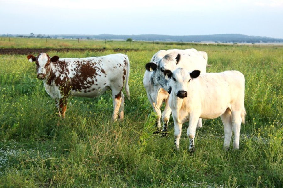 Australia British White Bull