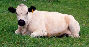 A well marked British White Cow