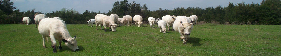 British White Cattle History herd Picture