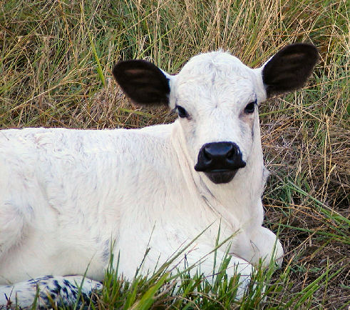 British White Baby Calf