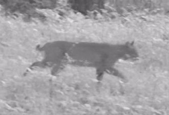 Bobcat