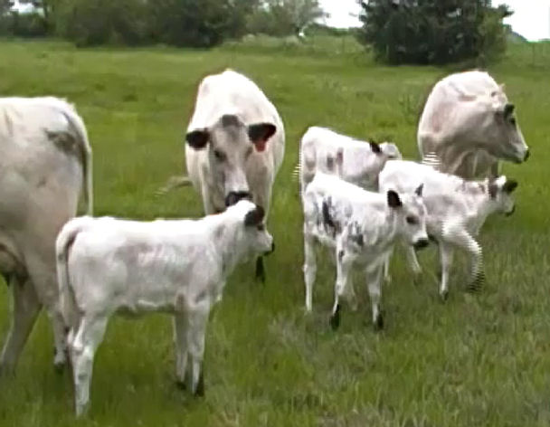British White Baby Calves