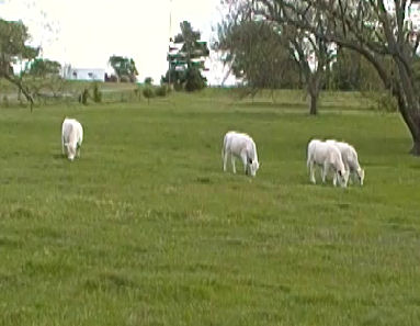 Four Yearling British White Heifers