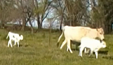 Moving Mother Cows and Babies to New Pasture