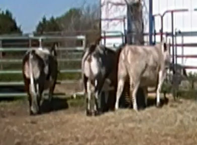 Three British White Steers