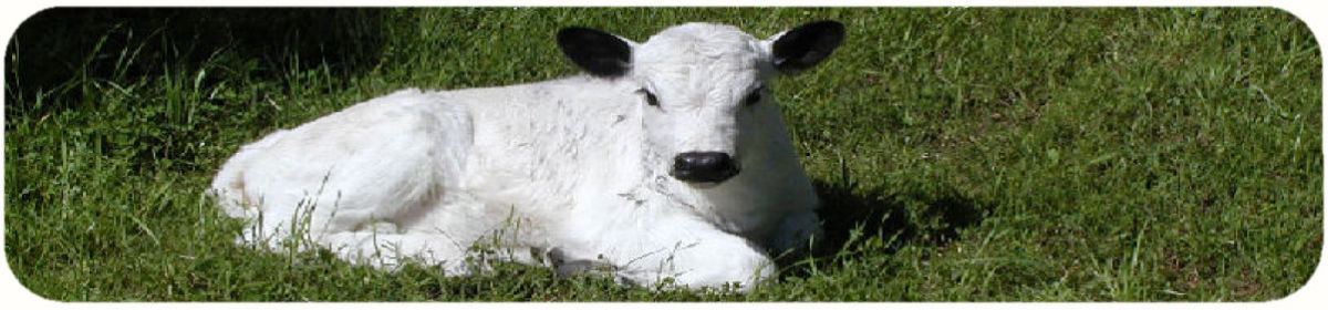 Halliburton Farms British White Cattle